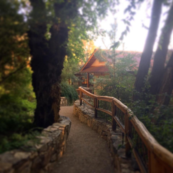 misty pagodas
